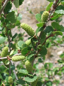 Betula glandulosa